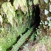 Plants: image 31 Of 208 Thumb